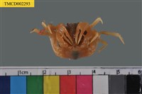 藏品(短指和尚蟹)的圖片